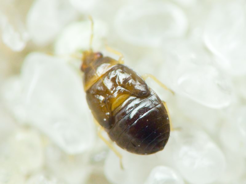 Anthocoridae Fieber, 1837